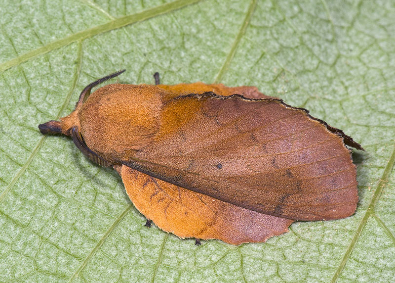 Gastropacha (Gastropacha) quercifolia